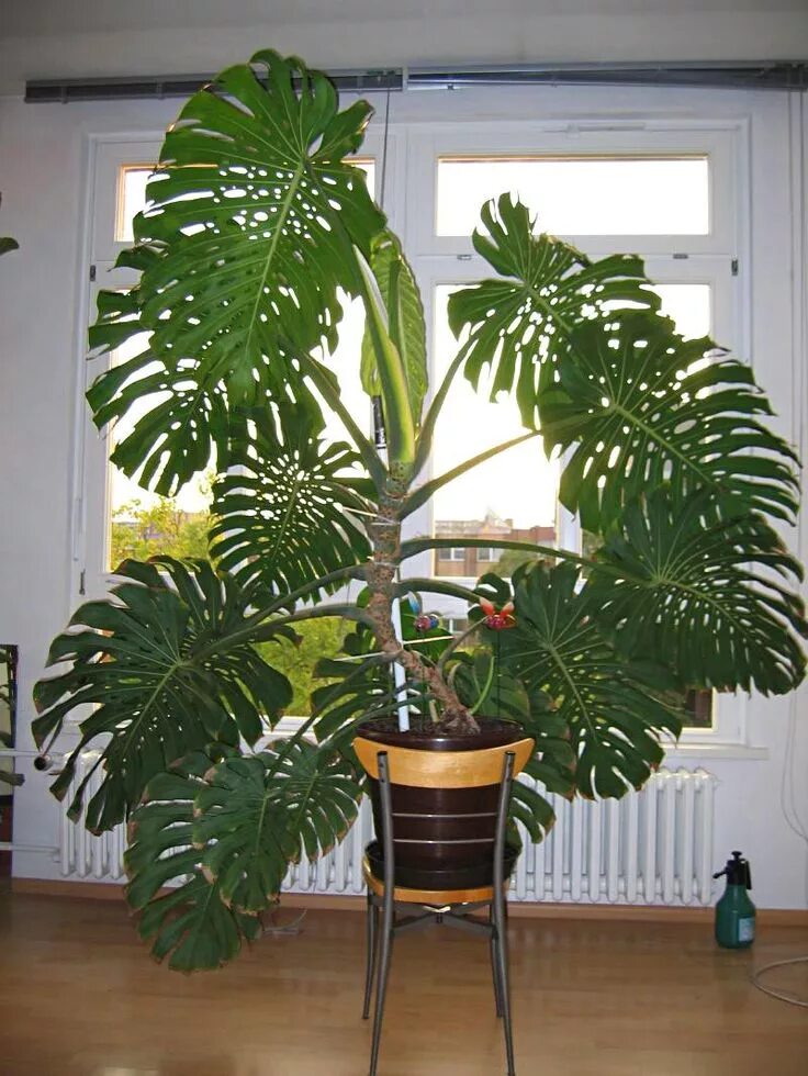 Монстера большой горшок. Монстера делициоза (monstera deliciosa). Монстера деликоса. Монстера икеа. Подставка для монстеры.