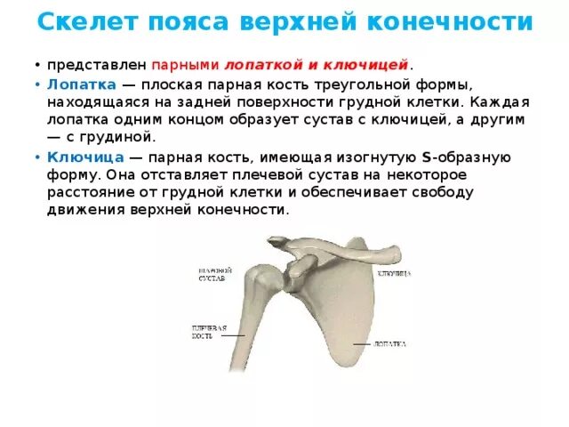 Функции костей конечностей. Строение пояса верхних конечностей лопатка ключицами. Кости верхней конечности анатомия ключица. Скелет верхних конечностей человека анатомия лопатка. Лопатка у человека строение и функции.