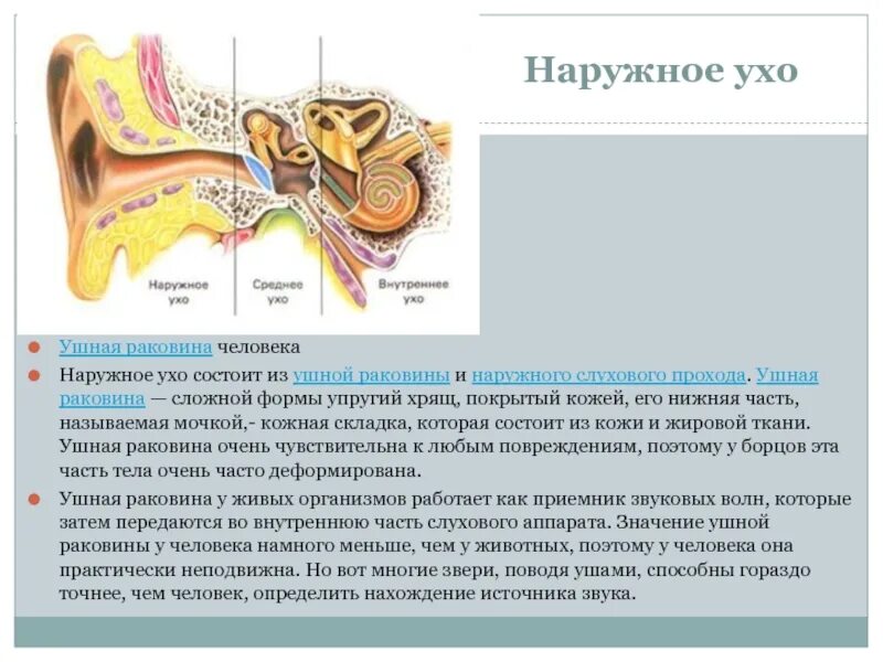 Установите соответствие между отделами органа слуха. Из чего состоит наружное ухо среднее ухо внутреннее ухо. Среднее ухо барабанная полость слуховые косточки. Слуховые косточки полость среднего уха. Строение среднего уха анатомия.