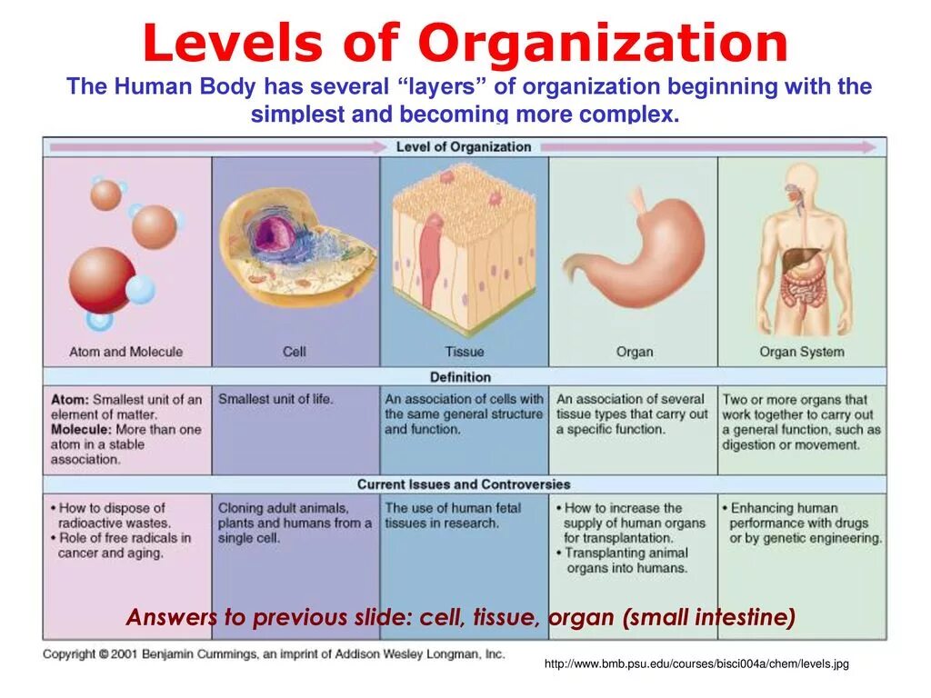 B d y h m s. Cell Tissue Organ. Levels of Organization. The Structural Levels of the Human Organism.