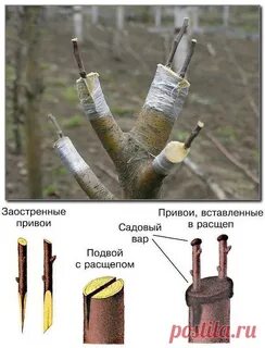 Прививка яблони весной для начинающих в картинках
