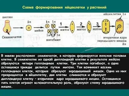 Зародыш семени какой набор хромосом