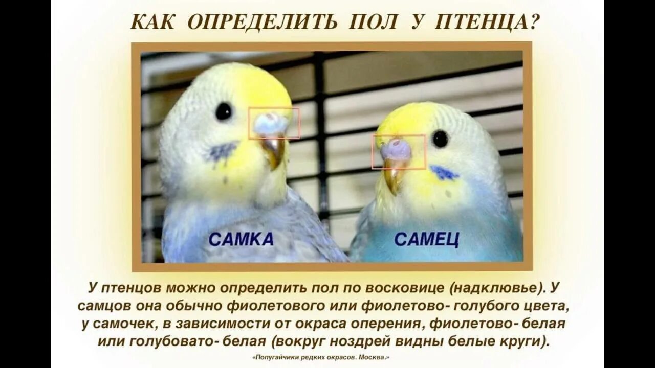 Как отличить девочку от мальчика волнистый. Как определить пол птенца волнистого попугая. как различить попугаев волнистых самка и самец. пол попугая волнистого по клюву. как отличить самку от самца волнистого попугая.
