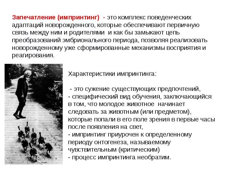 Конрад лоренц запечатление. Явление запечатления. Явление запечатления. Импринтинг в психологии человека. Запечатлнние импигитинг.