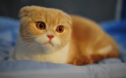 Короткие уши