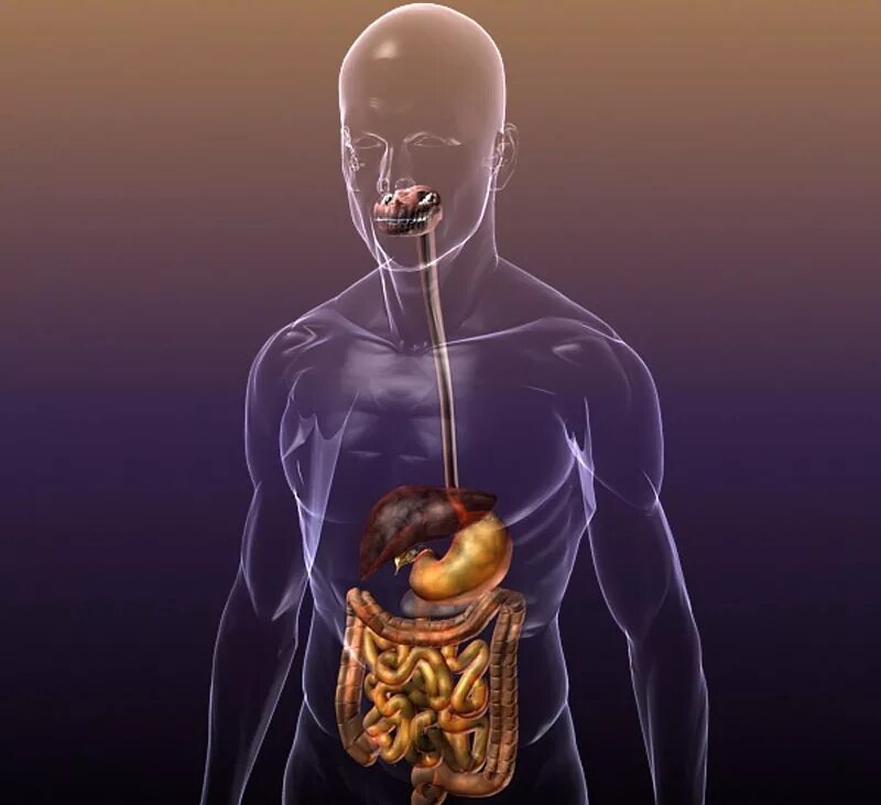 Пищеварительная система человека анатомия. Пищеварительная система анатомия 3d. ЖКТ человека.