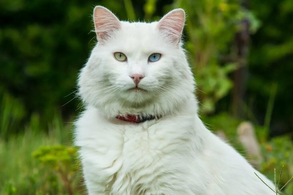Как называется белая порода кошек. Турецкая ангора. Турецкая ангора кот. Турецкая ангорская кошка. Порода кошек турецкая ангора.