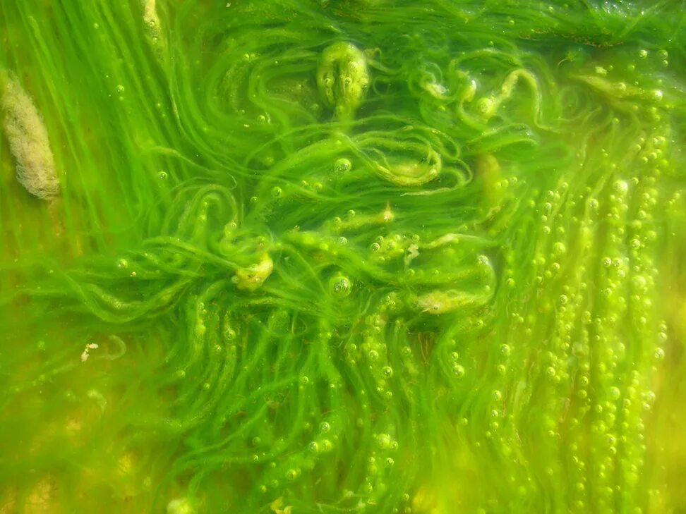 Водоросли нитчатка. Зеленые водоросли Chlorophyta. Морские синезеленые водоросли. Водоросли слизь.