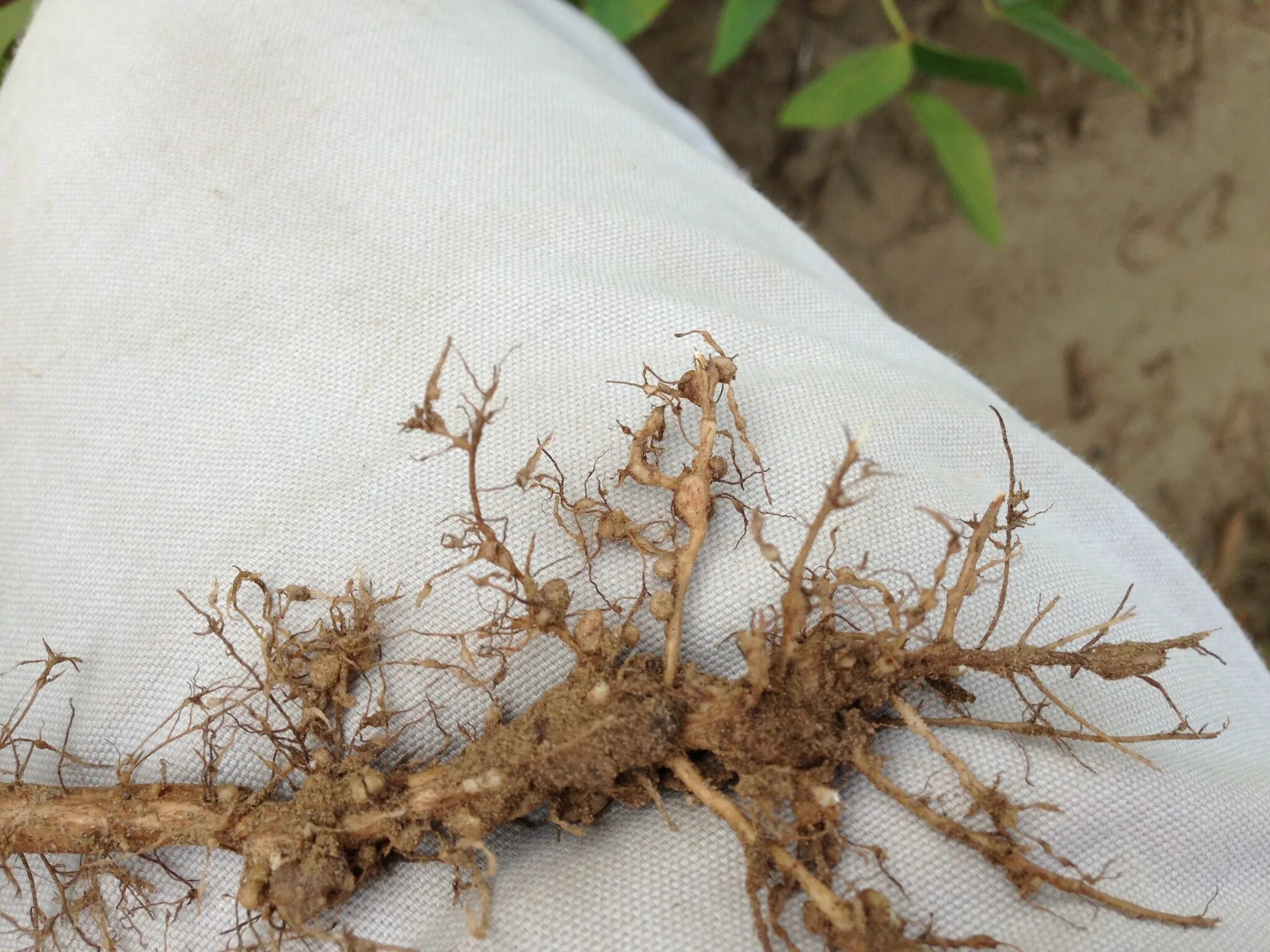 Азотфиксирующие клубеньки. Panax ginseng. Галловая нематода. Алтея корни лрс. Листать корень.
