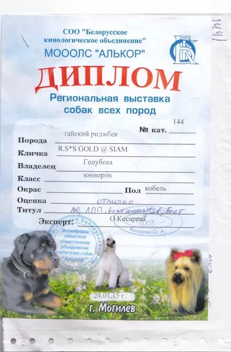 Ркф выставки 2024 расписание. Ркф выставки. Ркф выставки 2024 расписание. Ркф выставки 2024 расписание. График прохождения выставок собак по возрасту.