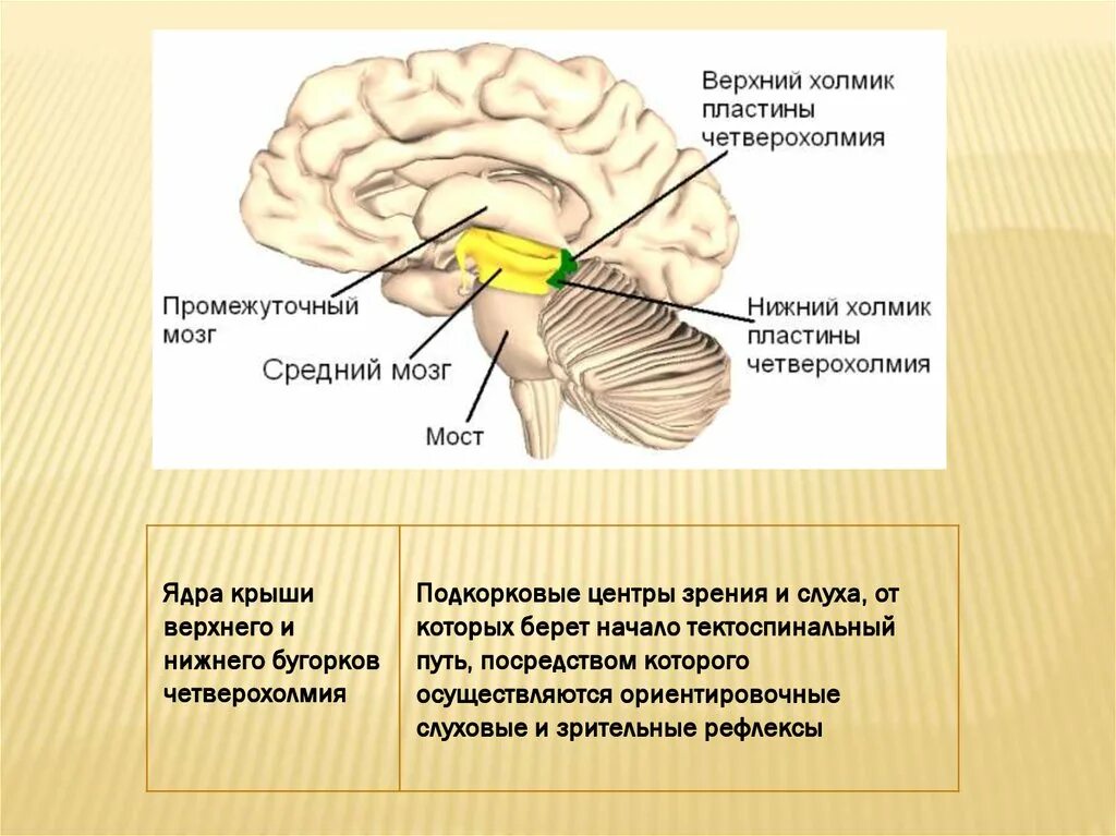 Центры ориентировочных рефлексов человека находятся в. Средний головной мозг Бугры четверохолмия. Передние Бугры четверохолмия среднего мозга. Подкорковые центры зрения и слуха. Подкорковые слуховые центры находятся.