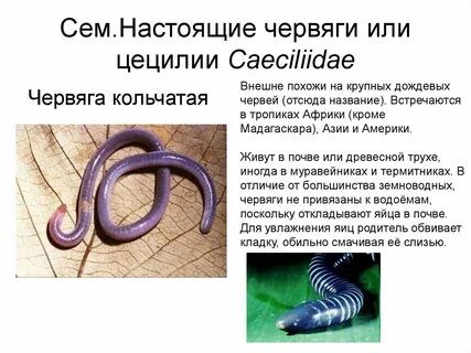 Чем кольчатые черви отличаются от круглых