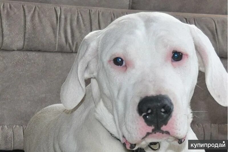 Шарпей золотистый. Немецкий дог 5 месяцев. Дог. Щенок дога черный 5 месяцев. 5 дога.