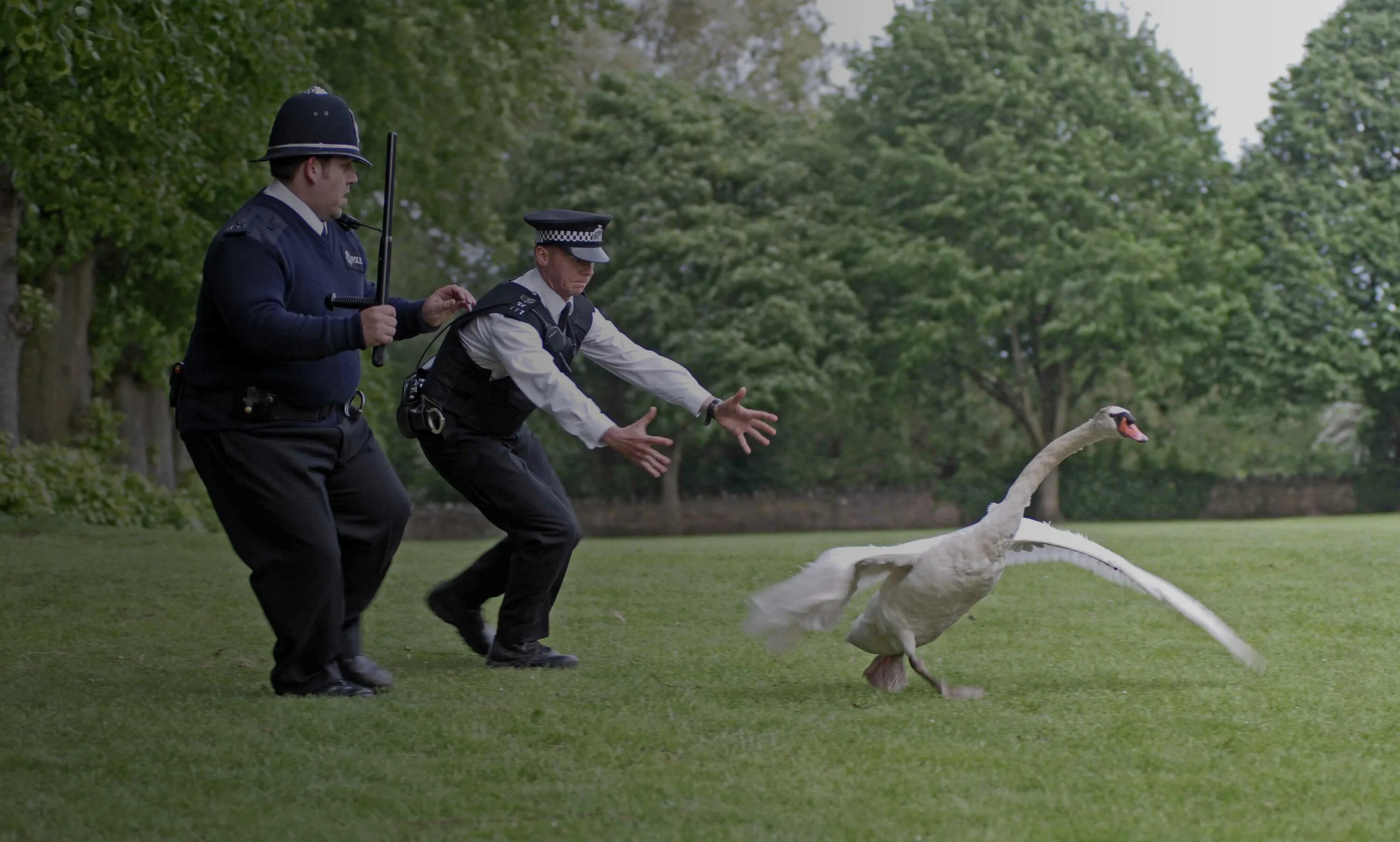 Man goose