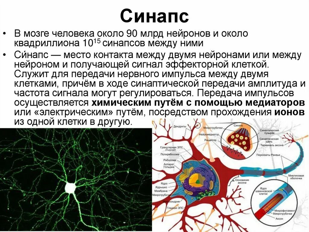 Сколько нейронных связей