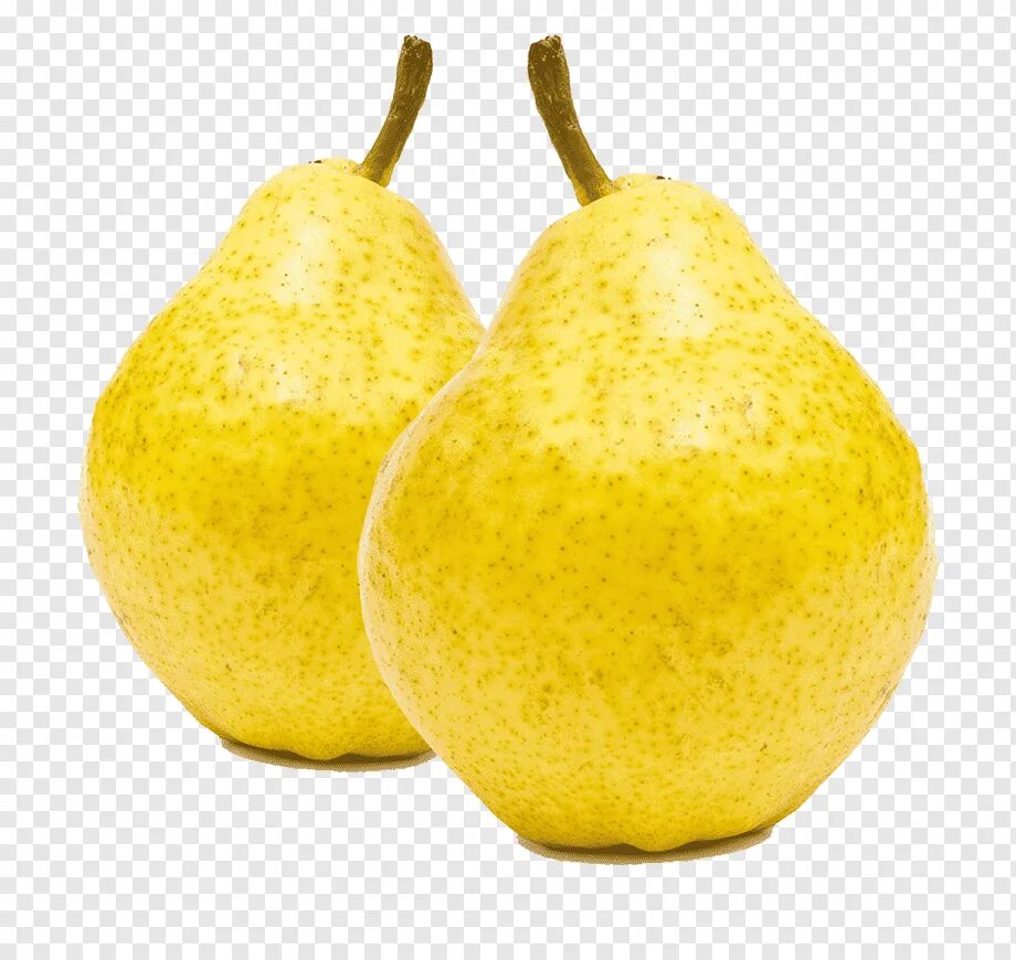 Sweet pear. Груша бергамот. Груша апельсин бергамот. Груша юдзу. Pyrus nivalis.