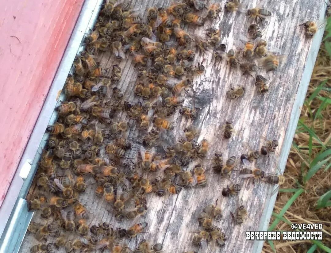 Пчелы гибнут. Массовая гибель пчел. Мертвая пчела. Гибель пчел от пестицидов. Массовый мор пчел.