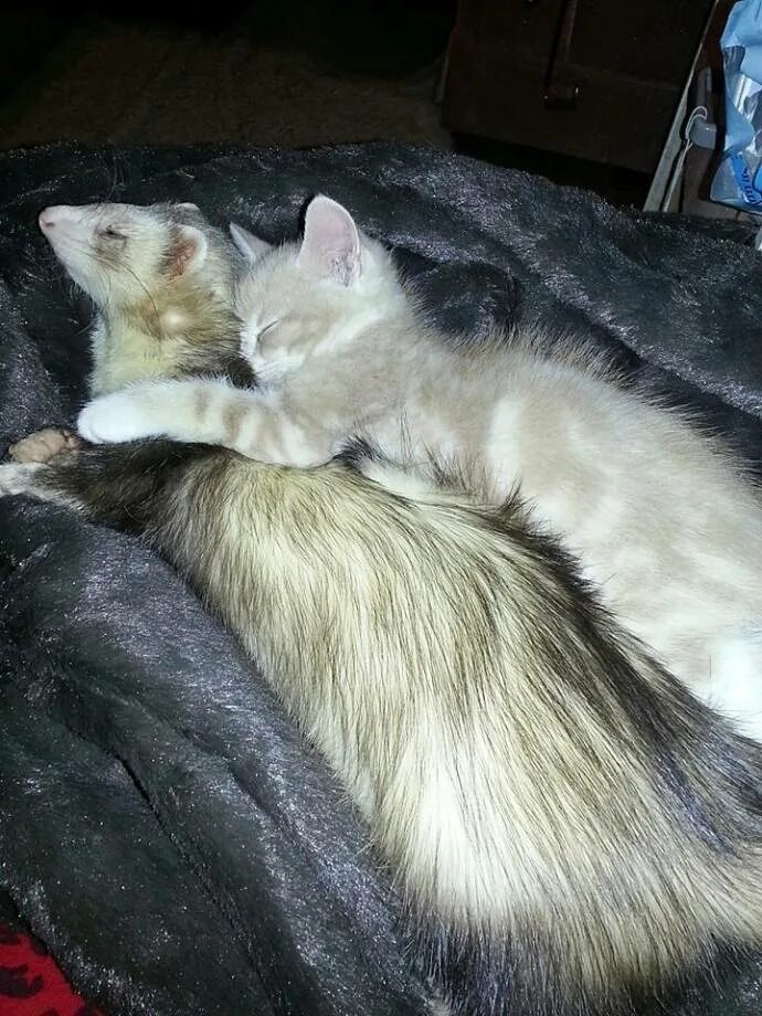 Ласка и кошка. Коты и хорьки. хорек и кошка. хорьки с котами.