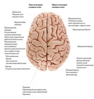 Сформировать мозг