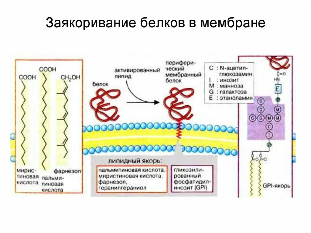 Белок белковые взаимодействия в мембранах. Липид белковые взаимодействия в мембранах. Заякоривание белков в мембране. Связь периферических белков с мембраной.. Белково белковые взаимодействия