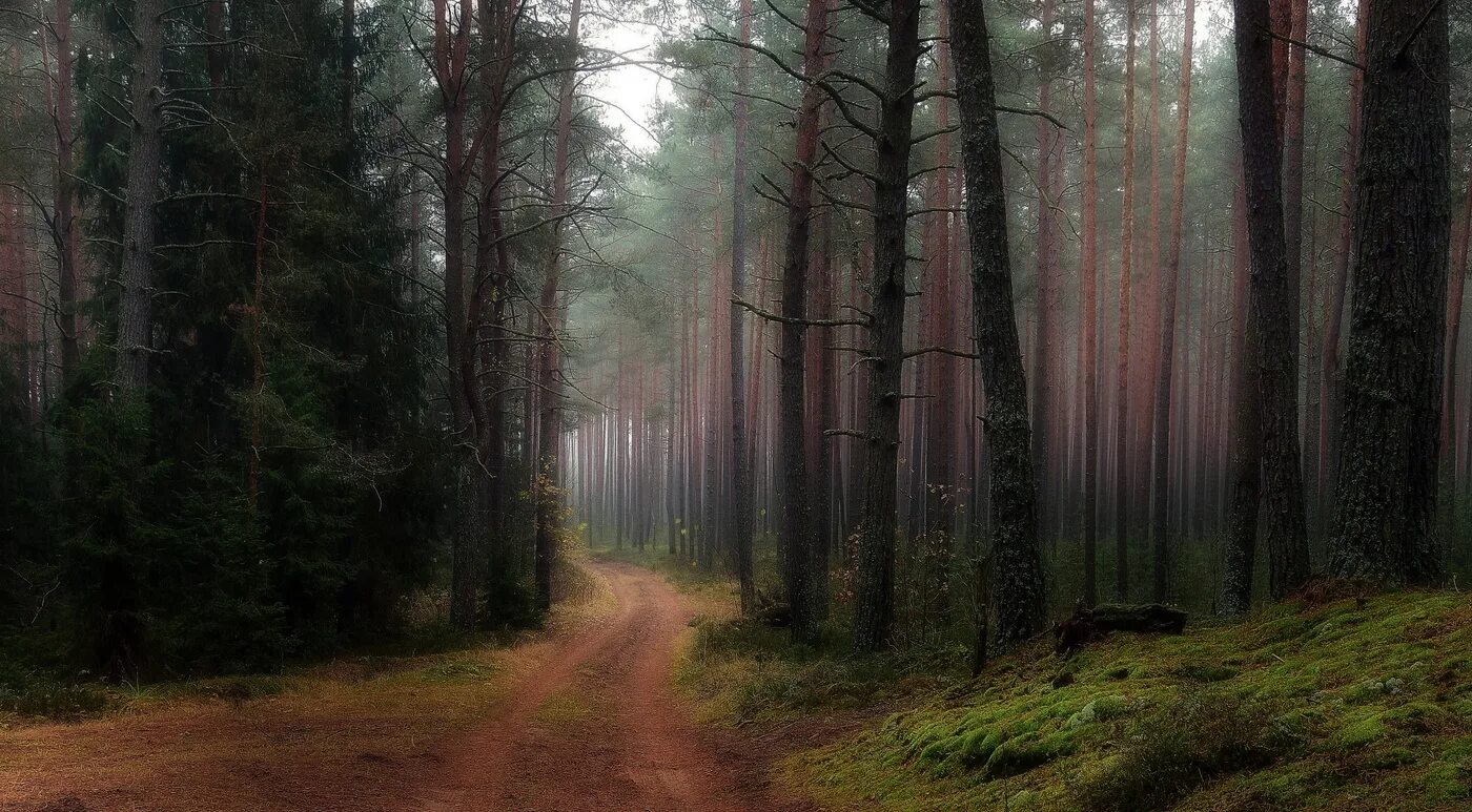 сосновый лес дождь. сосновый бор в тумане. дорога через лес. сосновый лес после дождя. сосновый лес дождь.