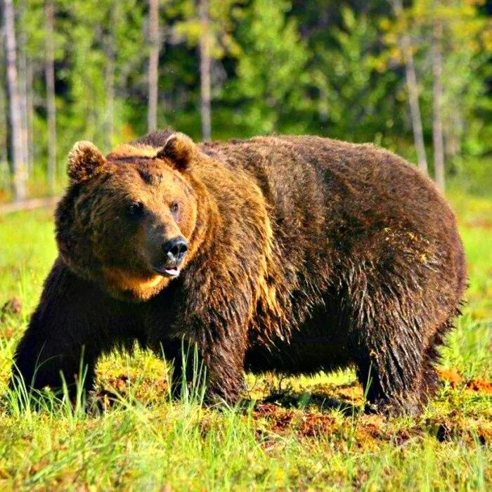 Животные Евразии бурый медведь. Бурый медведь красная книга Брянской области. Бурый медведь красная книга. Бурый медведь Евразия.