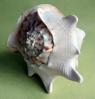 Раковина ракушка