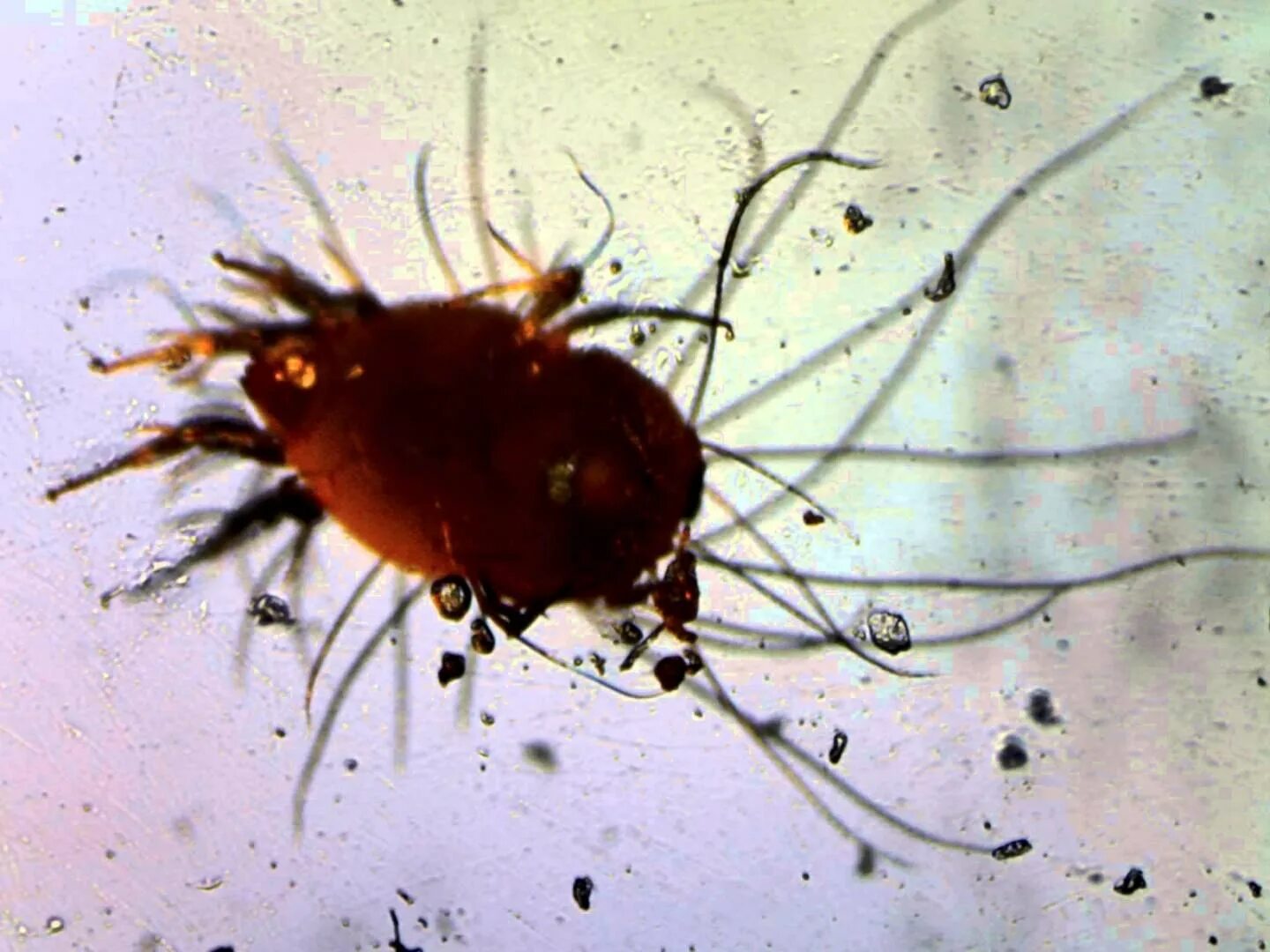 Бактерии клещей. Пылевой клещ под микроскопом. Пироглифидный клещ.