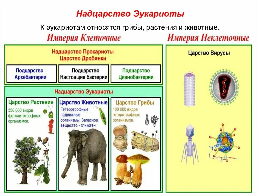 Царства живых организмов 6 класс. Империя клеточные Надцарство. Надцарство эукариот. Империя клеточные и неклеточные. К надцарству эукариот относятся.