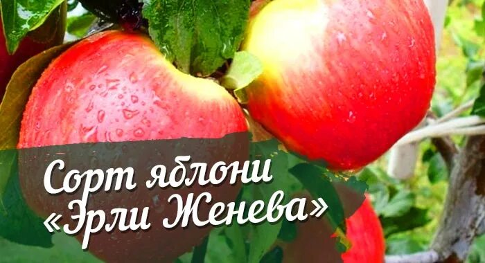 Яблоня эрли женева описание сорта. Яблоня эрли женева. Яблоня эрли описание сорта. Сорт яблок женева эрли. Сорт женева яблоня.