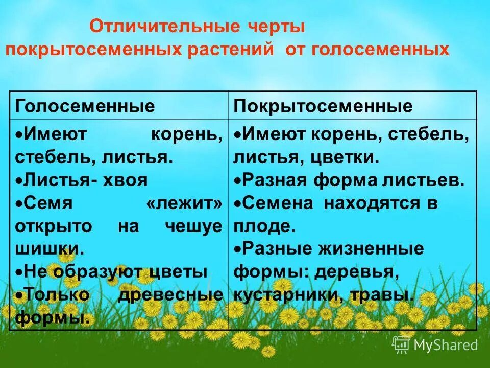 Проверочная по покрытосеменным