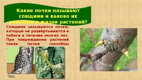 Сон почка