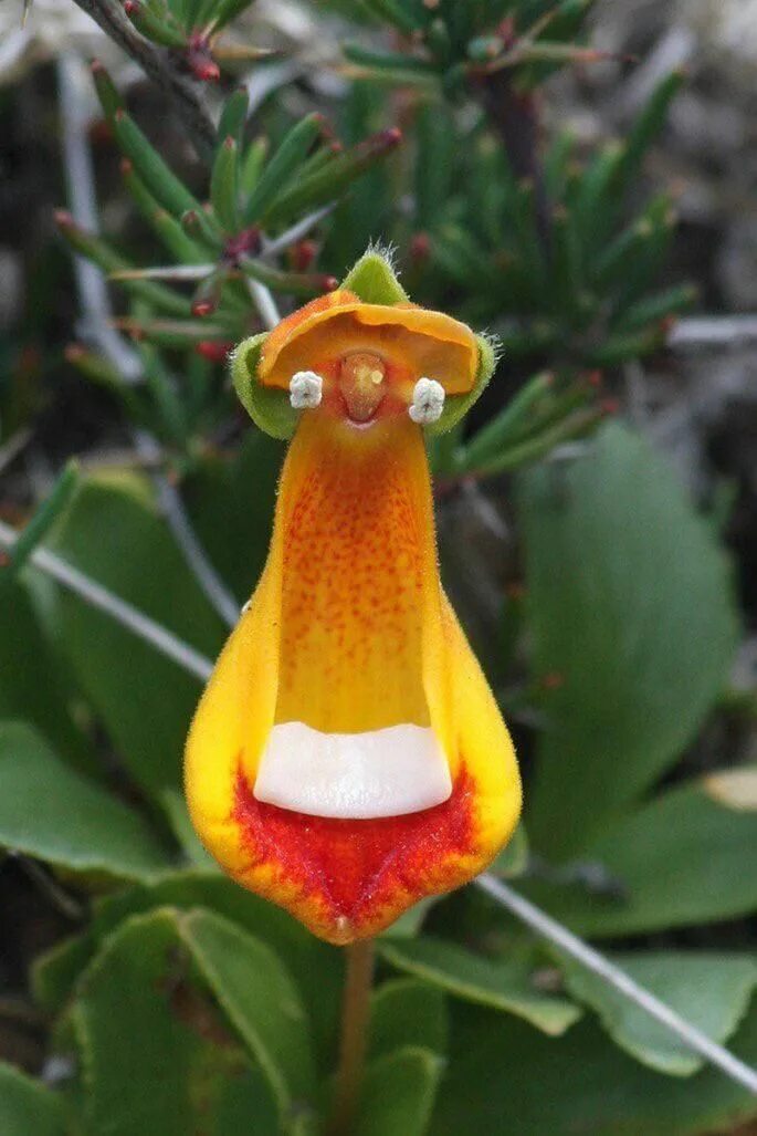 Пуырчатая головнякукурузы. Растения удивляют. Орхидея дракула симиа. Раффлезия арнольди цветок. Китайский мышецвет растение.