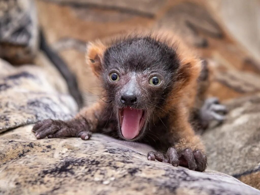 Ни одно животное при съемках не пострадало. Звери с большими ушами. Лиса и птица. Природа и животные. Несуществующие животные.
