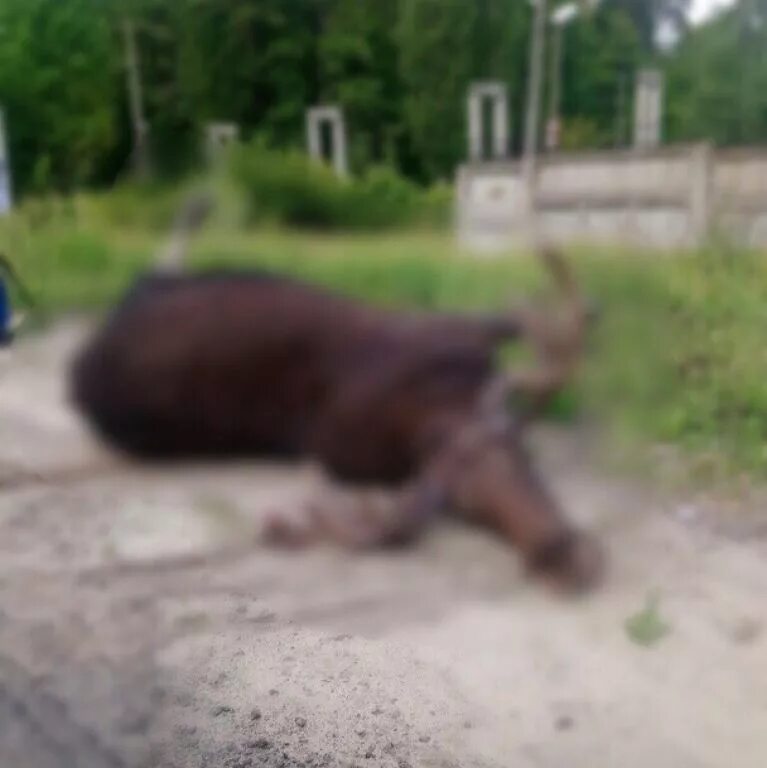 Лось ушел. Лоси в Заречном Пензенской области. Сбили лося в Пензенской области.