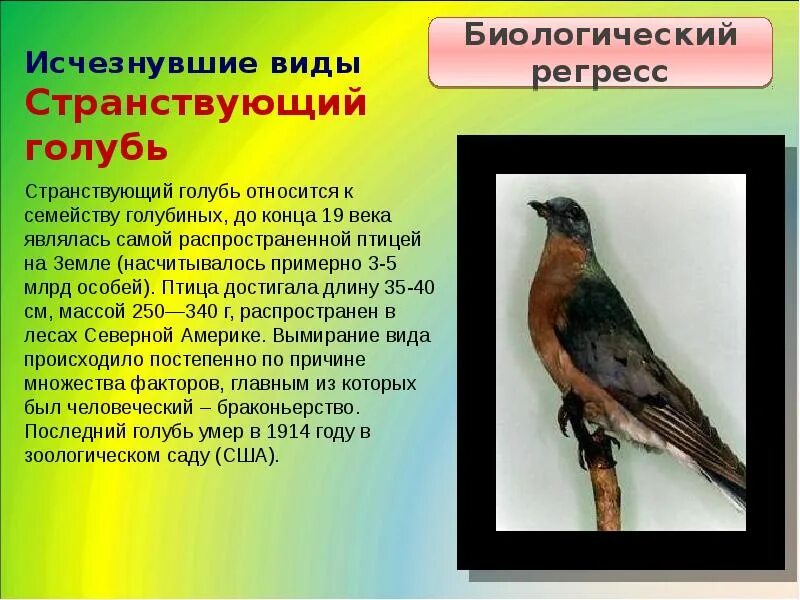 Птицы которые исчезли. Исчезнувшие животные странствующие голуби. Странствующий голубь -вид исчезнувший. Пастушок на альдабре. Птицы которые исчезли.