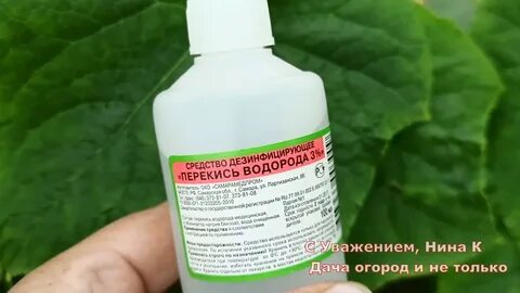 Перекись водорода можно опрыскивать цветы