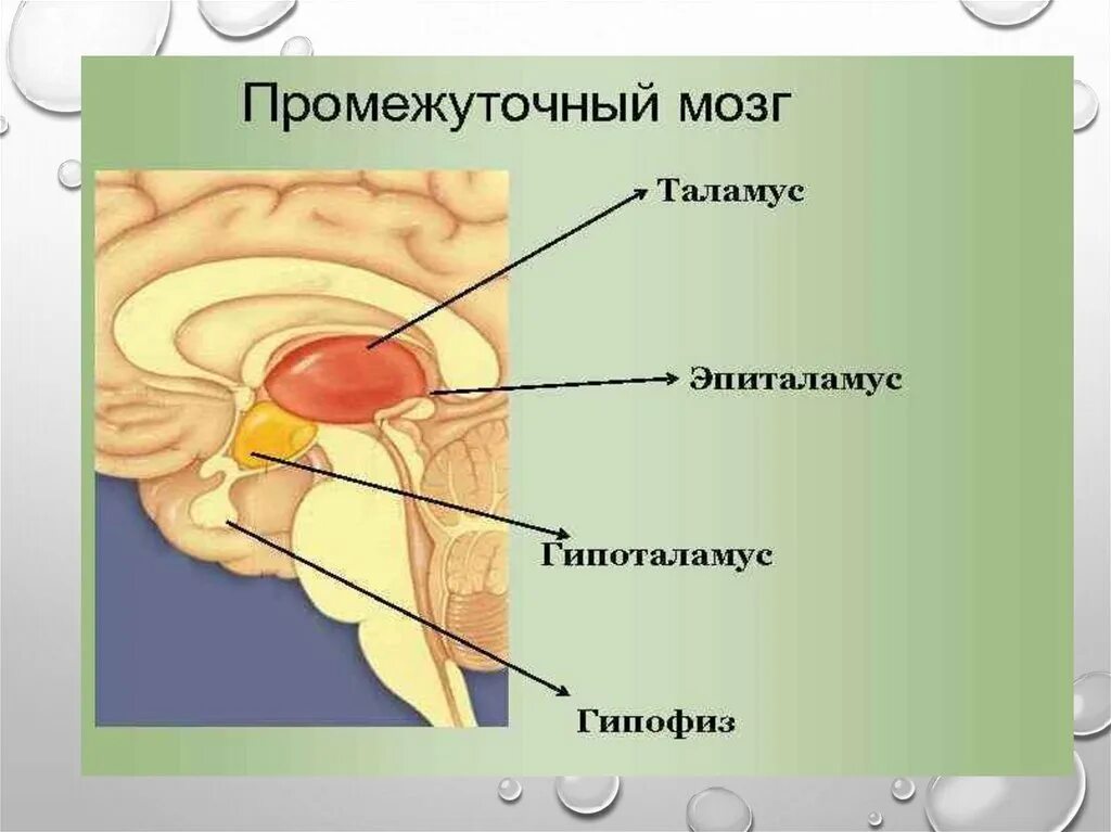 Мозг строение отделы таламус. Таламус эпиталамус метаталамус. Таламус эпиталамус метаталамус. Функции отделов головного мозга гипоталамус. Таламус эпиталамус метаталамус.