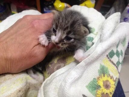 3 недельный котенок