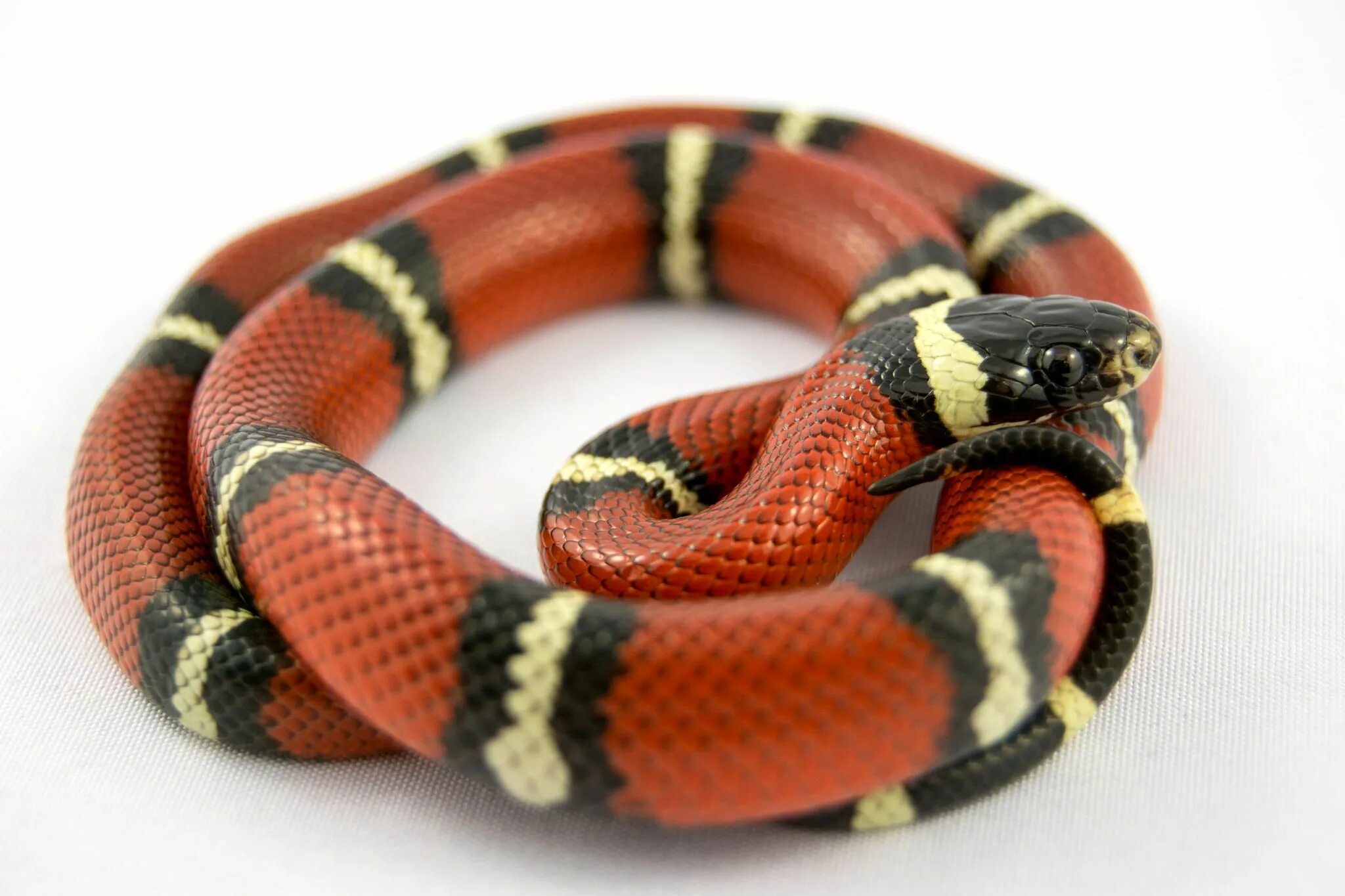 Wonder a see snake