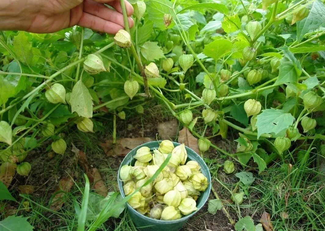 Физалис Земляничный рассада. Физалис овощной куст. Физалис овощной рассада. Физалис алькекенги.