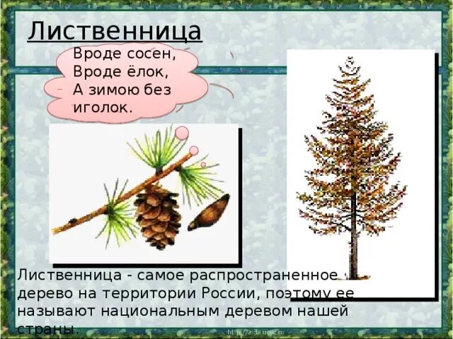 Загадка про лиственницу. Загадка про лиственницу