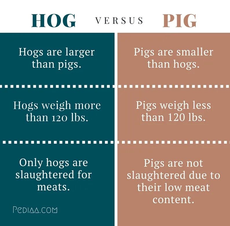 Hog перевод. Hog Pig разница. Hogs Pigs различия. Разница между Pig и Swine.