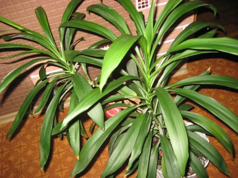 Название комнатного растения с длинными листьями. Пальма Кордилина. Дазилирион Кордилина. Традесканция Кордилина. Хлорофитум Пальма.
