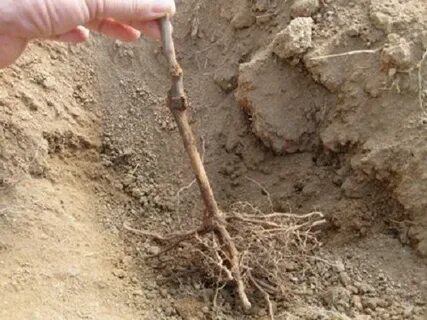 Пересадка винограда осенью на другое место