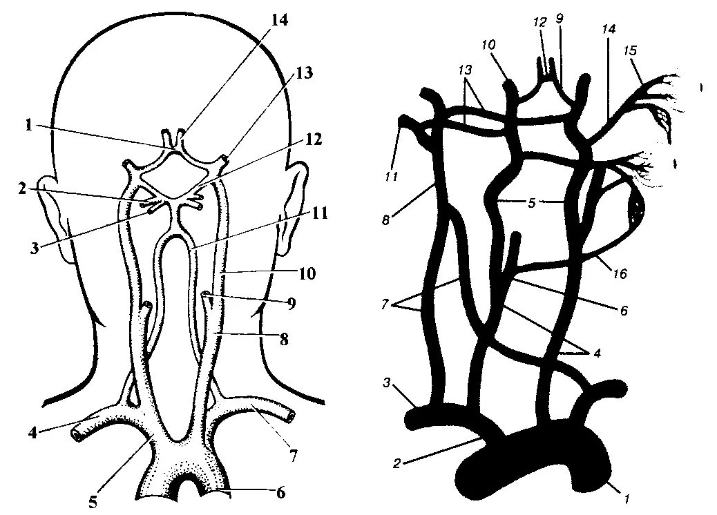 Артерии головного мозга схема. Схема кровоснабжения артерий головного мозга. Кровоснабжение сосудов головного мозга схема. Брахиоцефальные сосуды схема.