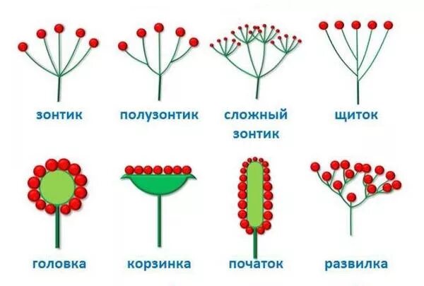 Соцветия классификация соцветий. Соцветие полузонтик. Схема соцветия щиток. Сложный щиток соцветие схема. Щиток у каких растений