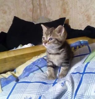 Котята в мурманске в добрые