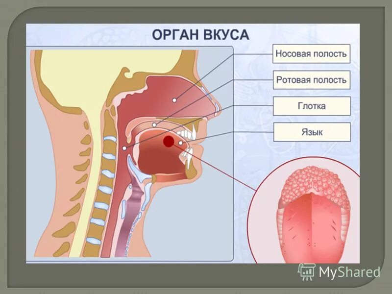 Строение ротовой полости и глотки. Строение носовой полости 8 класс. Органы осязания ротовая полость. Органы вкуса и обоняния