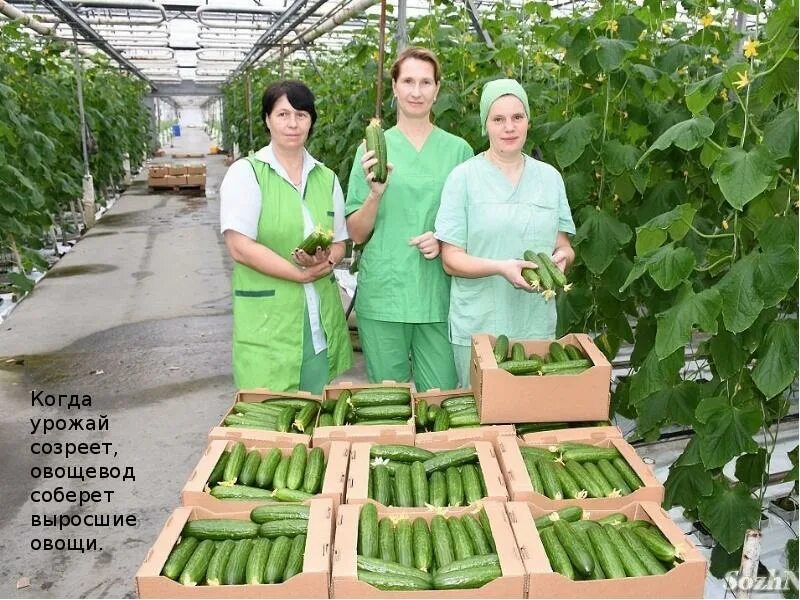 Агрохолдинг выборжец. Тепличный комплекс агроинвест калужская область. Тепличный комбинат елецкие овощи. Оао "тепличный комбинат «завьяловский»,. Овощеводство в теплице.